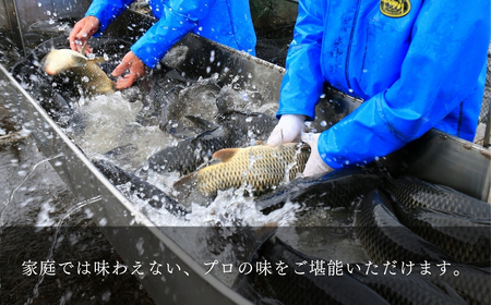 伝承煮 鯉のうま煮 6切れ(トレー入り)|うま煮