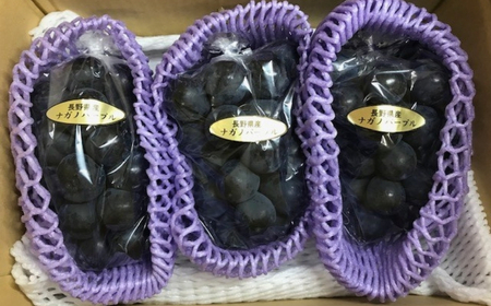 【2026年先行予約】ぶどう ナガノパープル 約1~1.2kg(2房)|ナガノパープル