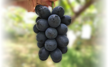 【2026年先行予約】ぶどう ナガノパープル 約1~1.2kg(2房)|ナガノパープル