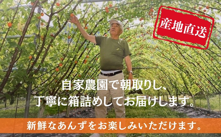 【2026年先行予約】訳あり あんず おまかせ加工用(平和・昭和・信州大実・信月のいずれか) 計約4kg(約2kg×2パック)  