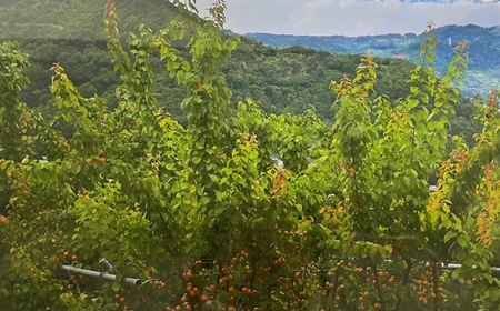 【2026年先行予約】訳あり あんず おまかせ加工用(平和・昭和・信州大実・信月のいずれか) 計約4kg(約2kg×2パック)  