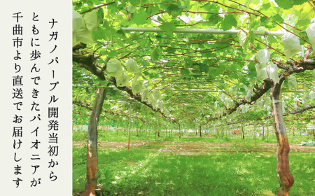 【2026年先行予約】ぶどう ナガノパープル 特秀品 加湿ハウス栽培 2房 |ナガノパープル特秀品