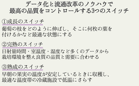 【2026年先行予約】ぶどう ナガノパープル 特秀品 加湿ハウス栽培 2房 |ナガノパープル特秀品