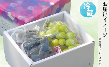 【2026年先行予約】ぶどう ナガノパープル 特秀品 加湿ハウス栽培 2房 |ナガノパープル特秀品