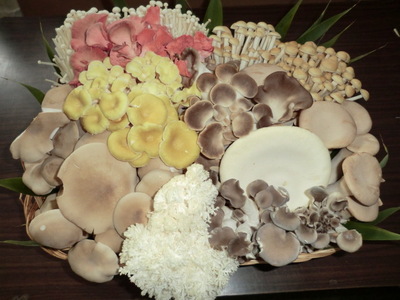 旬のきのこ6種+きのこご飯の素セット|きのこ