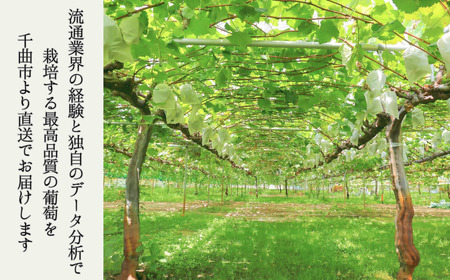 【2026年先行予約】シャインマスカット 露地栽培 秀品 2房 |シャインマスカット