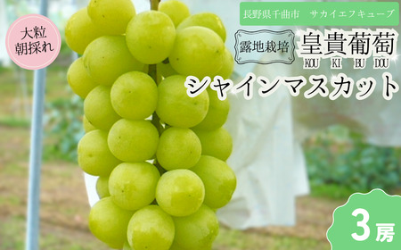 【10月中旬発送】 シャインマスカット 秀品(特大粒) 露地栽培 / 3房