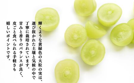 【2026年先行予約】シャインマスカット 約1kg（2~3房）|シャインマスカット