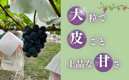 【2026年先行予約】ナガノパープル約1kg(2~3房)|ぶどう ぶどう