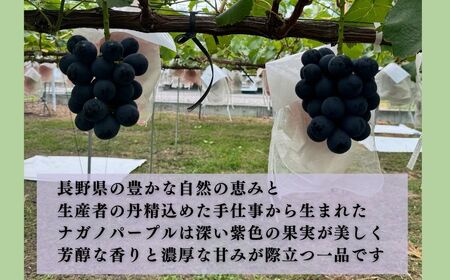 【2026年先行予約】ナガノパープル約1kg(2~3房)|ぶどう ぶどう