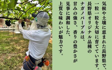 【2026年先行予約】ナガノパープル約1kg(2~3房)|ぶどう ぶどう