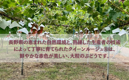 【2026年先行予約】クイーンルージュ® 約1kg(2~3房)|ぶどう ぶどう