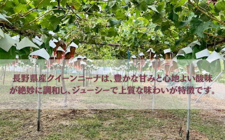 【2026年先行予約】クイーンニーナ 約1kg（2~3房）|ぶどう ぶどう