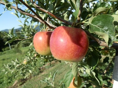 【2026年先行予約】りんご 夏あかり2kg | りんご