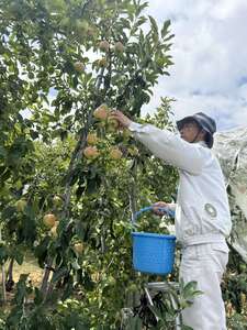 【2026年先行予約】りんご 夏あかり2kg | りんご
