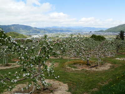 【2026年先行予約】りんご 夏乙女2kg | りんご