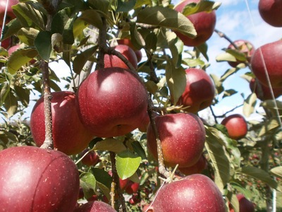 【2026年先行予約】りんご 秋映2kg |りんご 秋映