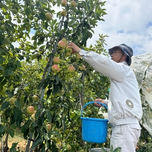 【2026年先行予約】りんご 秋映2kg |りんご 秋映