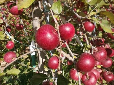 【2026年先行予約】りんご シナノホッペ2kg |りんご シナノホッペ