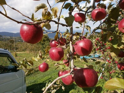 【2026年先行予約】りんご シナノホッペ2kg |りんご シナノホッペ