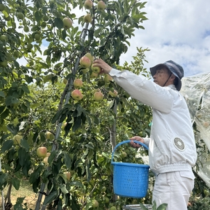【2026年先行予約】りんご シナノホッペ2kg |りんご シナノホッペ