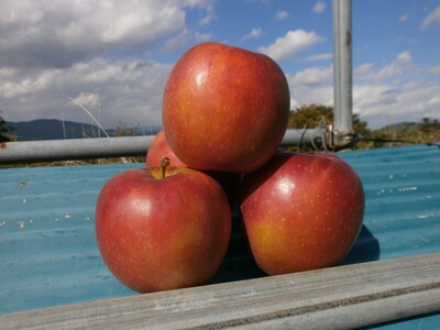 【2026年先行予約】りんご あいかの香2kg ｜ りんご
