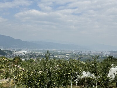 【2026年先行予約】りんご あいかの香2kg ｜ りんご