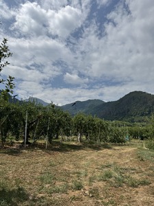 【2026年先行予約】りんご あいかの香2kg ｜ りんご