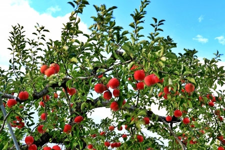 りんご サンふじ 約3kg|りんご