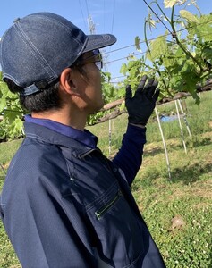 【2026年先行予約】シャインマスカット 約1kg(2房 ~ 3房) ｜ シャインマスカット