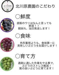 【2026年先行予約】種なしぶどう クイーンルージュ®(長野県オリジナル品種) 約1kg (2 ~ 3房) | ぶどう