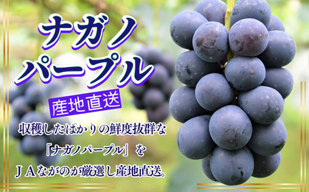 【2026年先行予約】ナガノパープル 約1kg|ぶどう ぶどう