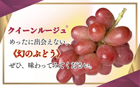 2026年先行予約】クイーンルージュ® 約1kg|クイーンルージュ ぶどう