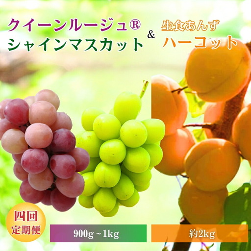 【2026年先行予約】スイートなときめき 生食あんず＆ぶどう定期便４回｜フルーツ