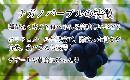 【2026年先行予約】ぶどう ナガノパープル1kg~1.2kg(2~3房)｜ ナガノパープル