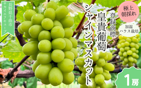 【2026年先行予約】シャインマスカット お中元 加湿ハウス栽培 最上級品 1房 ｜ シャインマスカット