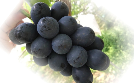 【2026年先行予約】ぶどう ナガノパープル粒パック 約1kg|ぶどう