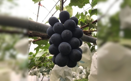 【2026年先行予約】ぶどう ナガノパープル粒パック 約1kg|ぶどう