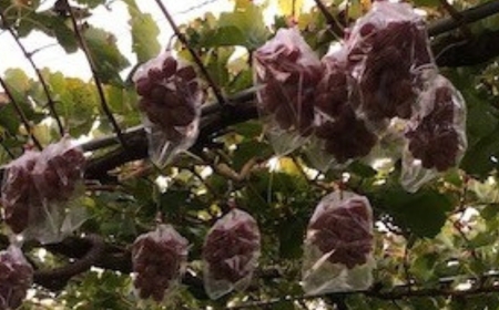 【2026年先行予約】ぶどう クイーンルージュ® 約1kg(2房) 長野県オリジナル品種｜ぶどう