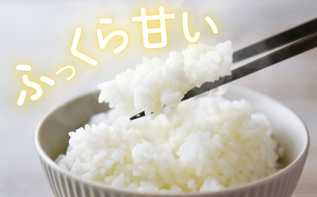 令和7年産コシヒカリ精米10kg| コシヒカリ ご飯 白米 千曲市 長野県 信州