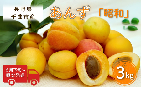 【2026年先行予約】あんず 昭和(長野県オリジナル品種) 約3kg |あんず 千曲市産 長野県 信州