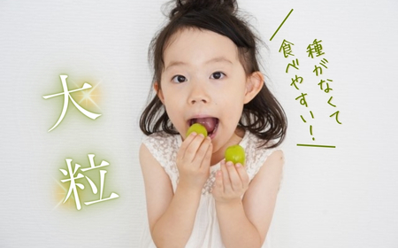 【2026年先行予約】シャインマスカット 400g以上(1房) | シャインマスカット