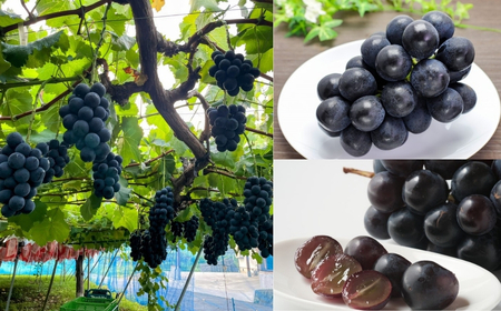 【2026年先行予約】ナガノパープル 400g以上(1房) | ぶどう ぶどう