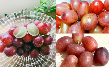 【2026年先行予約】クイーンルージュ® 400g以上(1房) | ぶどう ぶどう