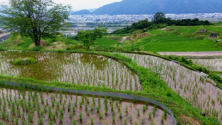 【令和7年産】コシヒカリ 棚田姫  5kg | コシヒカリ