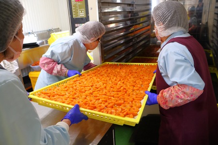 あんず ドライフルーツ 信州産 干熟 ドライ あんず 100g×3袋 |あんず