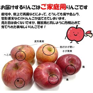 千曲市産 サンふじ りんご 訳あり 約10kg | 果物 フルーツ りんご リンゴ 林檎 サンふじ サンフジ さんふじ 訳あり わけあり 10kg 特産品 千曲市 長野県 信州