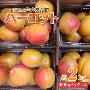 【2026年先行予約】【数量限定】 あんず ハーコット 生食用 約2kg| あんず