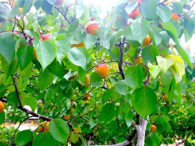 【2026年先行予約】【数量限定】 あんず ハーコット 生食用 約2kg| あんず