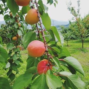 【2026年先行予約】【数量限定】 あんず ハーコット 生食用 約2kg| あんず